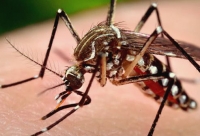 Symptomen van dengue
